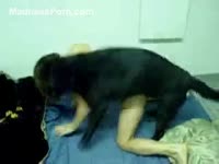[ Bestiality Sex Tube ] Cute teenage is cheating on her boyfriend by fucking with his dark dog